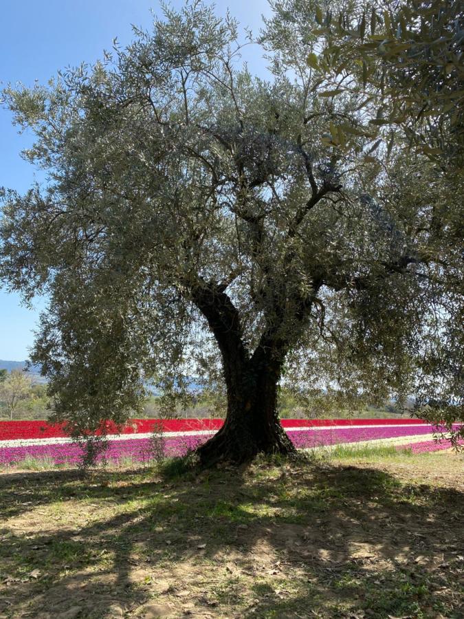Bed & Breakfast Maison Lou Roucas Cabrieres-d'Aigues